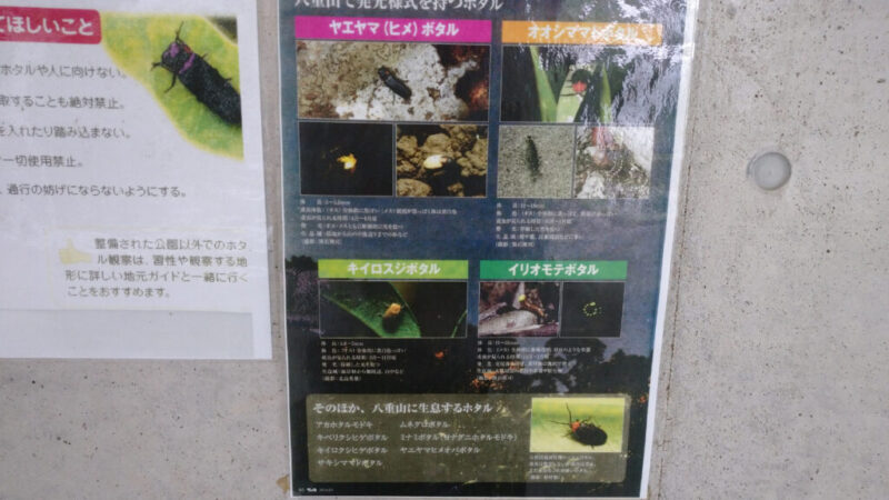 石垣島に生息するホタルの説明板