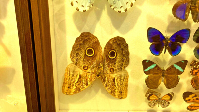 蝶の擬態を説明した標本-2