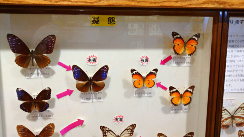 蝶の擬態を説明した標本