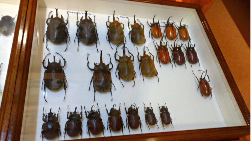 世界の昆虫館にあるカブトムシの標本-2
