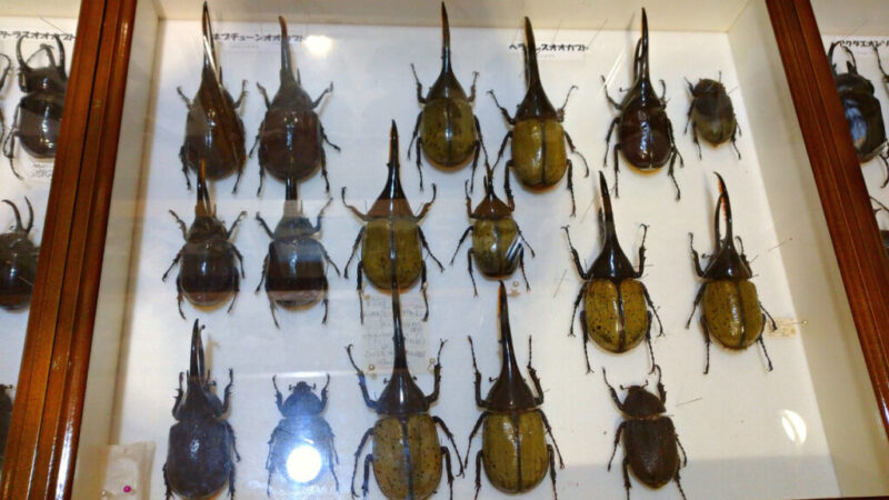 世界の昆虫館にあるカブトムシの標本