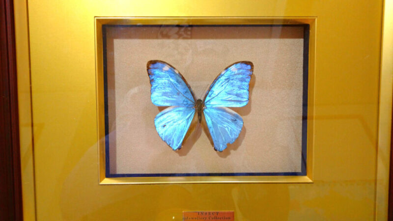 額に飾られた蝶の標本