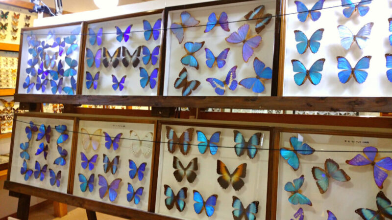 世界の昆虫館にある蝶の標本-2