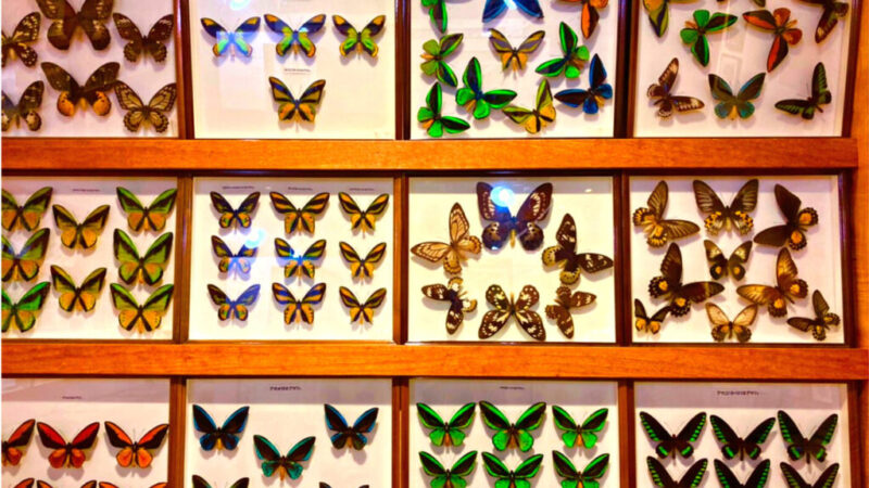 世界の昆虫館にある蝶の標本-3