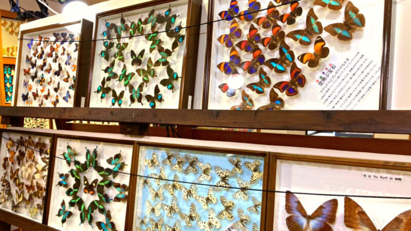 世界の昆虫館にある蝶の標本-4