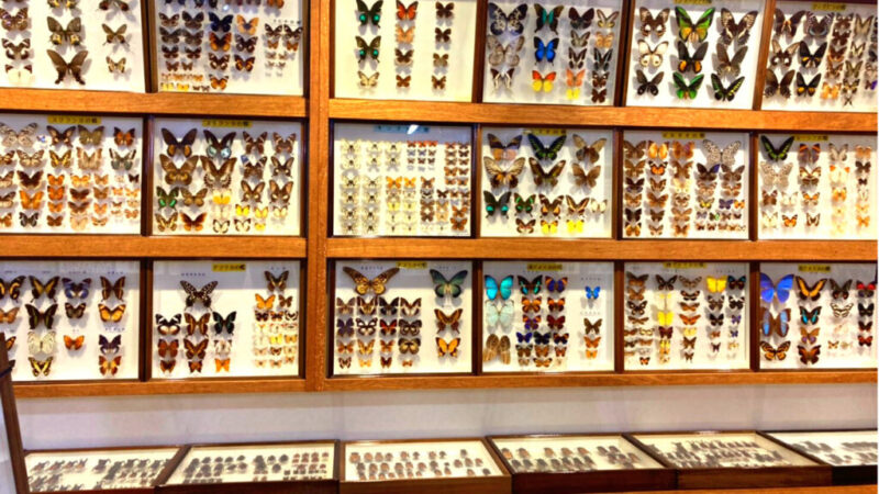 世界の昆虫館にある蝶の標本-5