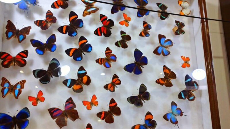 世界の昆虫館にある蝶の標本-6