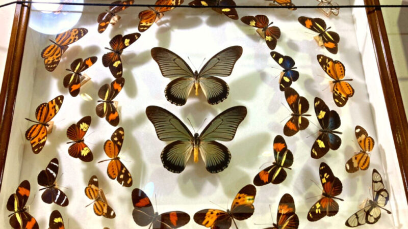 世界の昆虫館にある蝶の標本-8