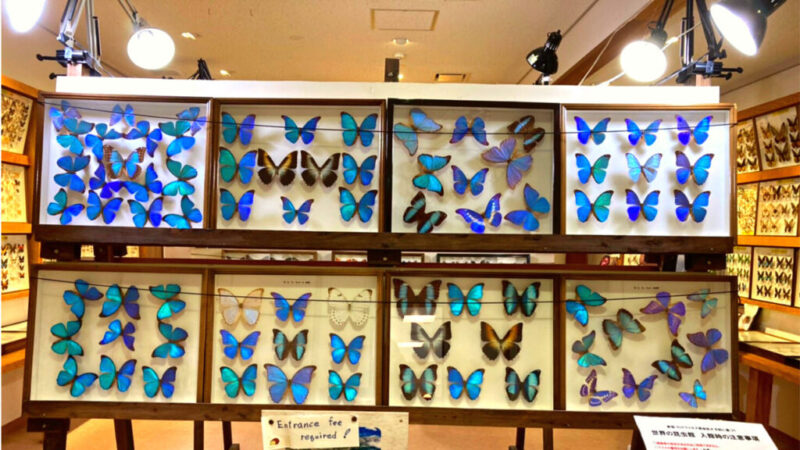 世界の昆虫館にある蝶の標本