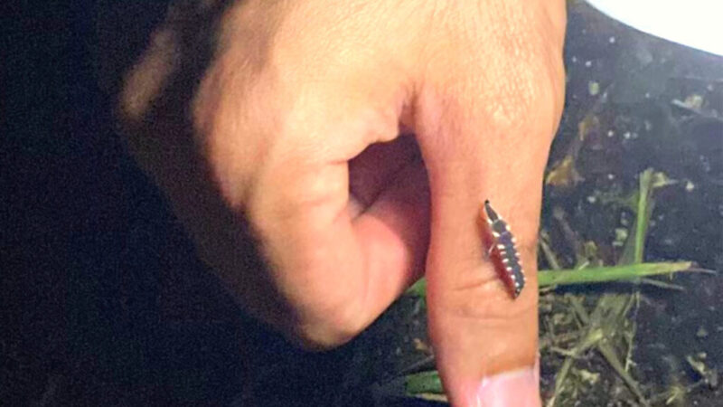 オオシママドボタルの幼虫を捕獲